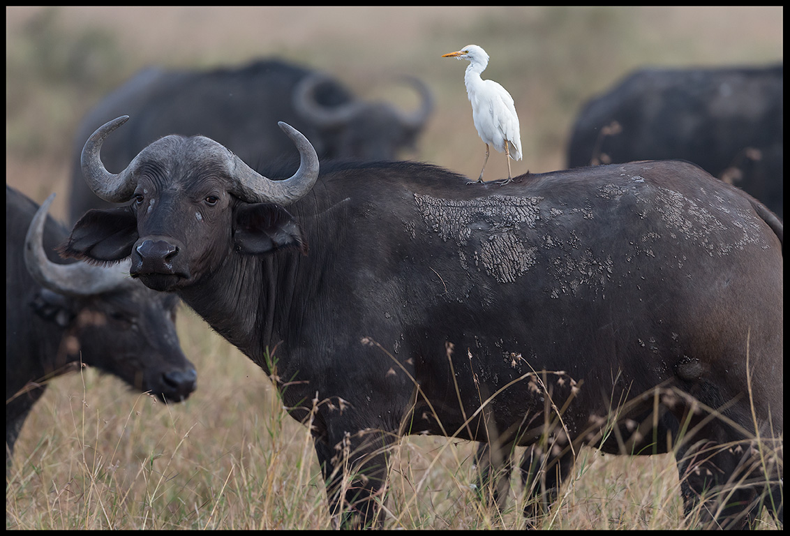 African Buffalo & Cattle Egret