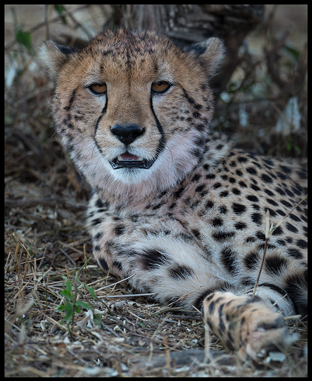 Cheeta during a midday rest