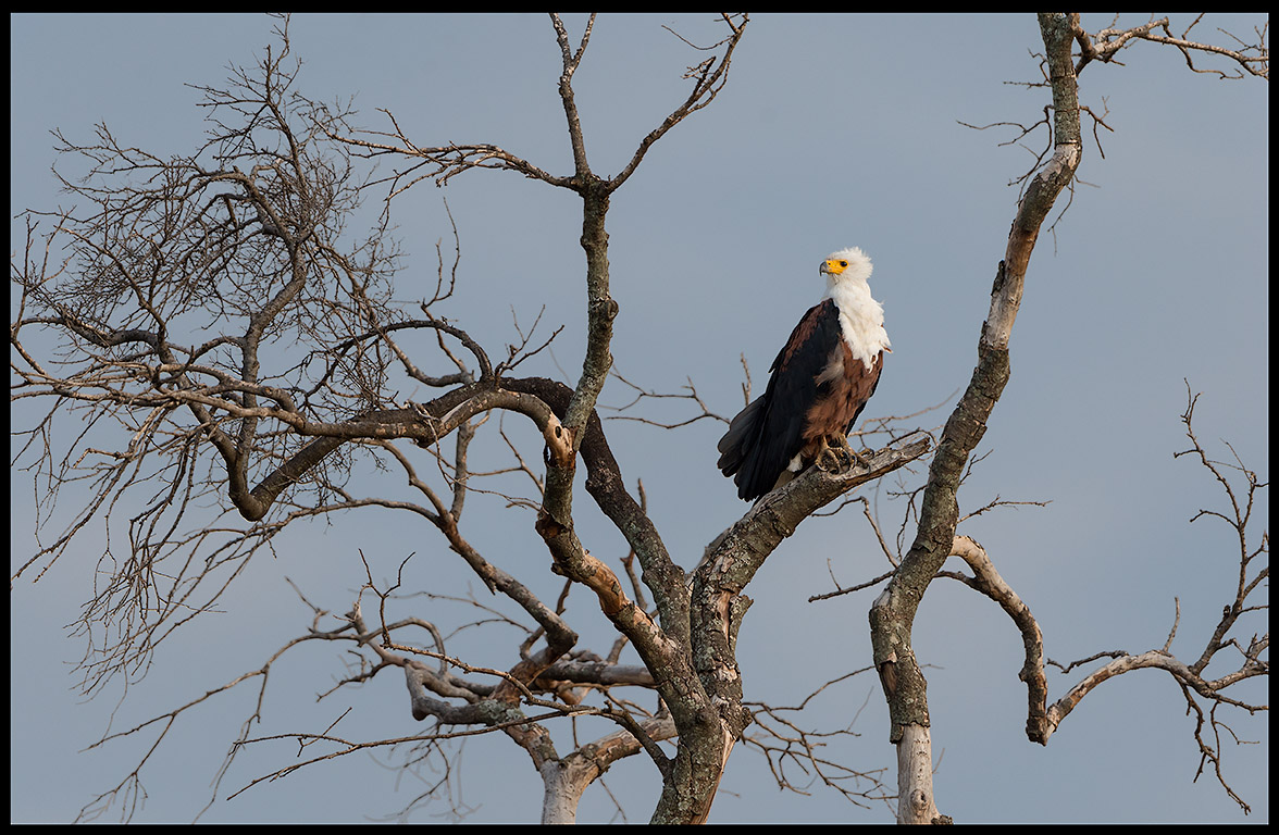 Voice of Africa - African Fish Eagle