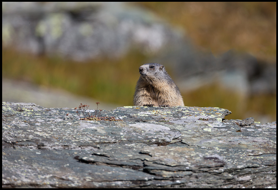 Alpine Marmot (Murmeldjur - Marmota m.) Austrian alps