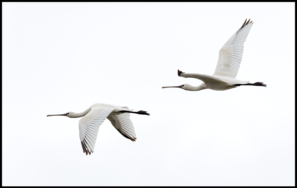 Spoonbills (Skedstorkar) - Shirvan Azerbaijan