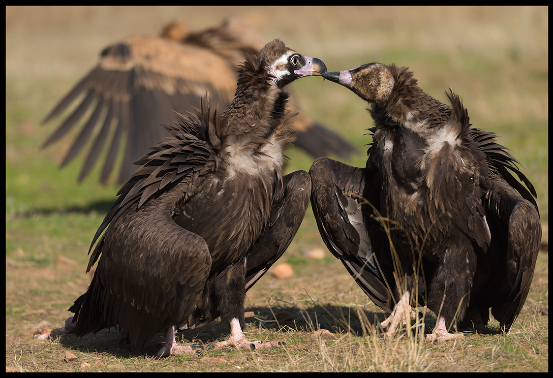 Black Vulture True Love 1