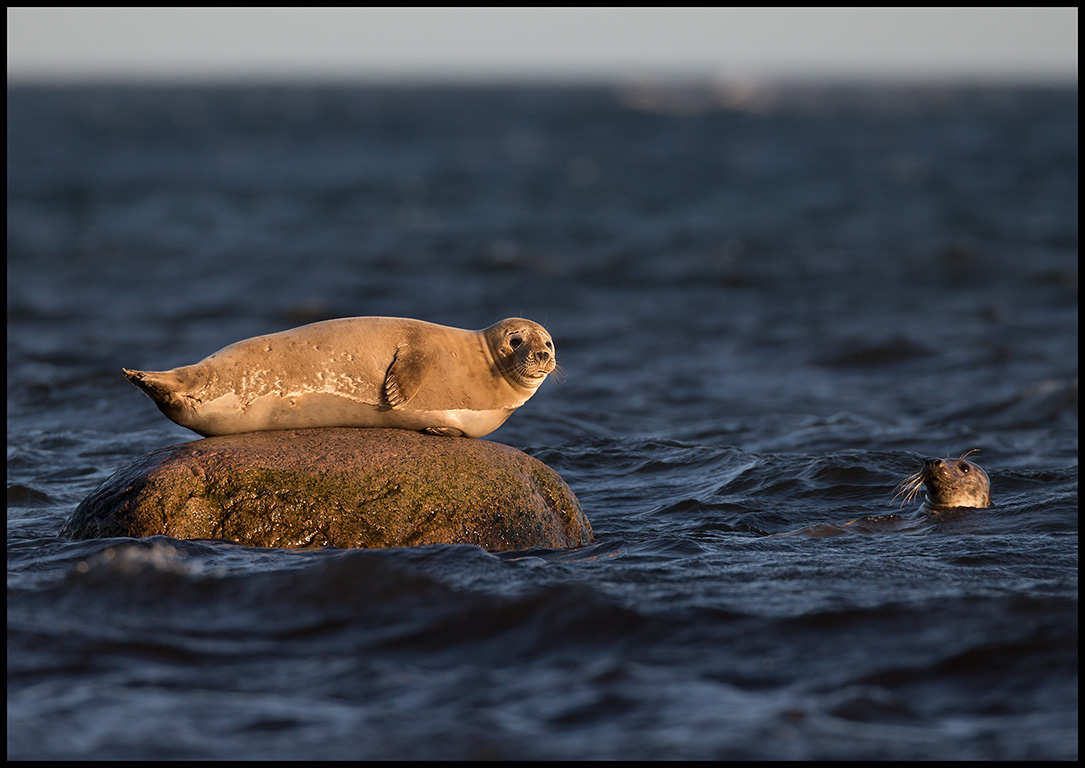 Harbour Seals (Knubbslar) at Ottenby