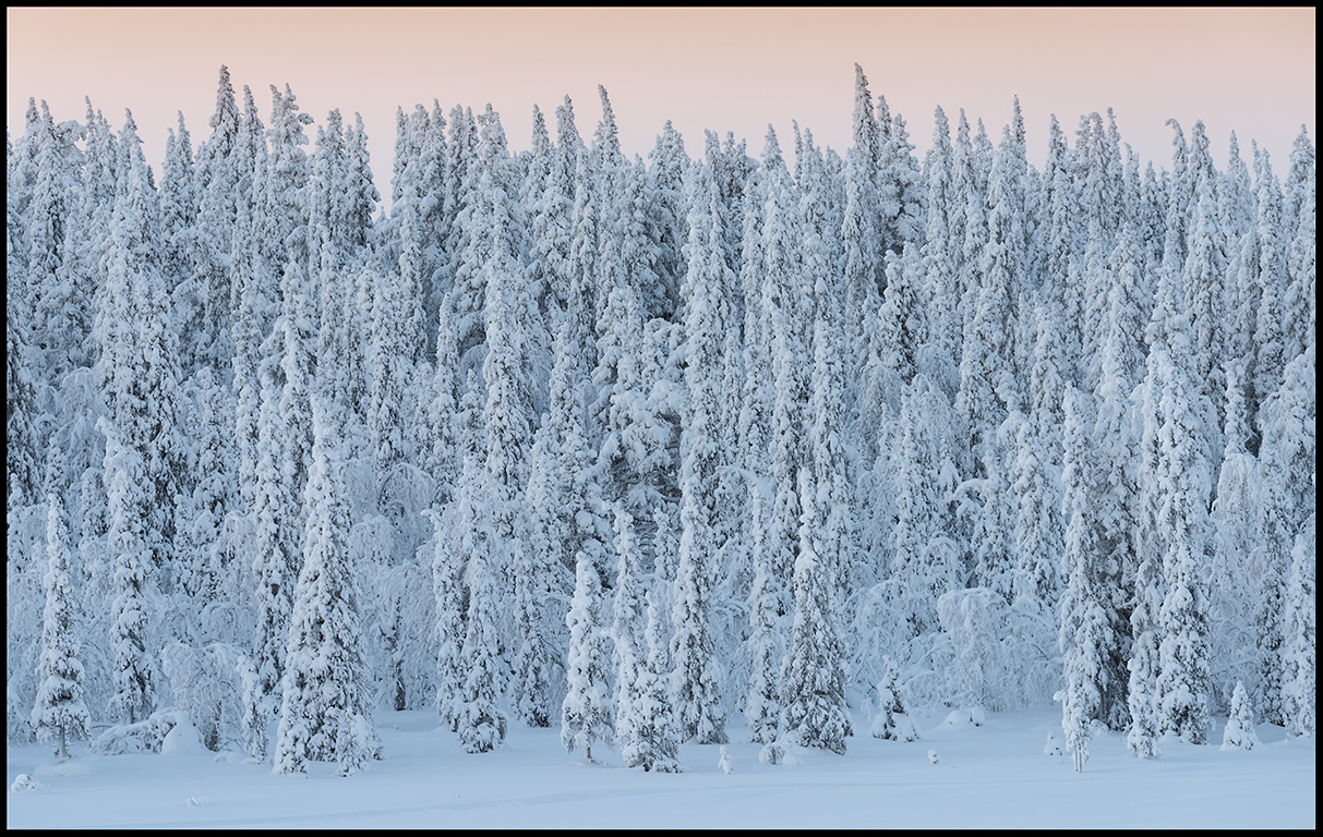 Midwinter forest near Svappavaara