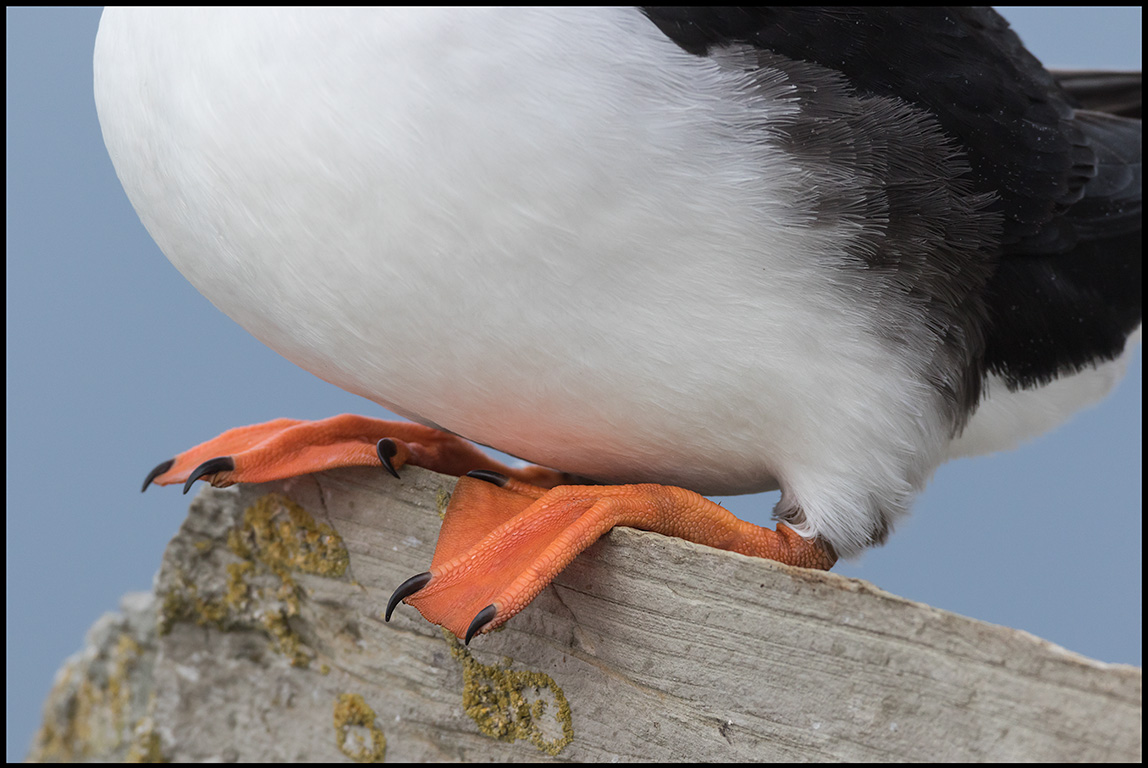 Close-up of a Puffin resting at Hornya