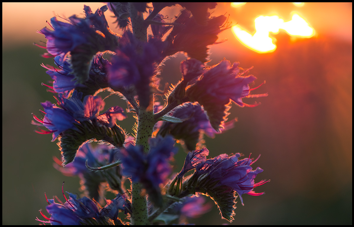 Viper`s Bugloss (Bleld - Echium vulgare) Grnhgen