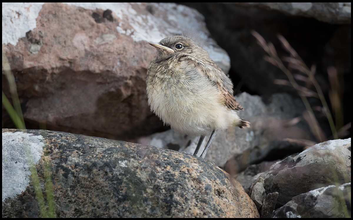 Young Northern Wheatear (Stenskvtta pull)