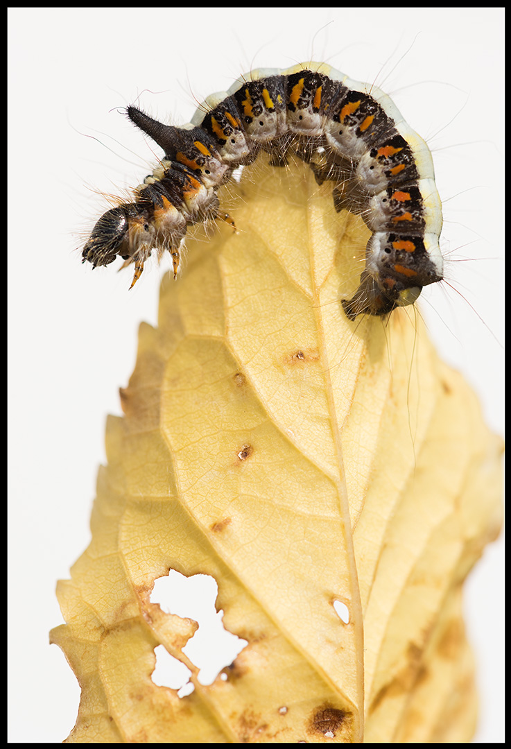 Which way to go? Butterfly larvae on autumn leave - land