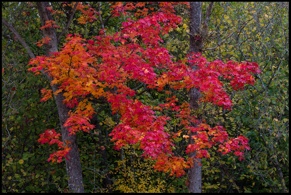 Autumn colors - an extremely red Maple near Skogstorp