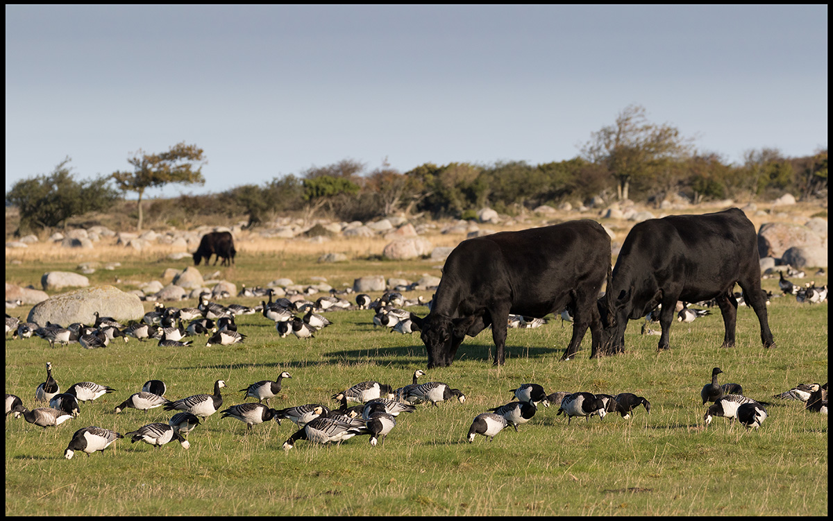 Barnacle Geese (Vitkindade gss) - Ottenby