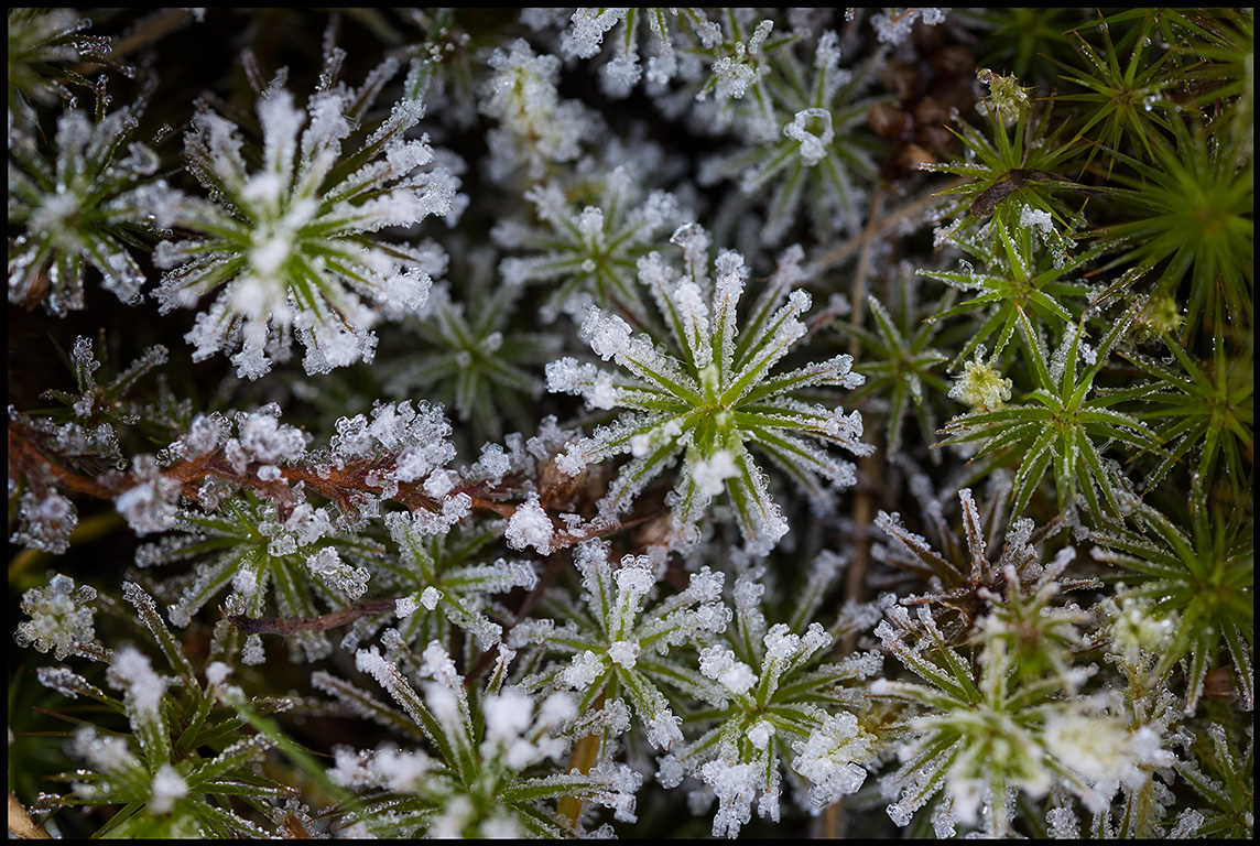 Frost on Maidenhead (Bjrnmossa) - Tunatorp