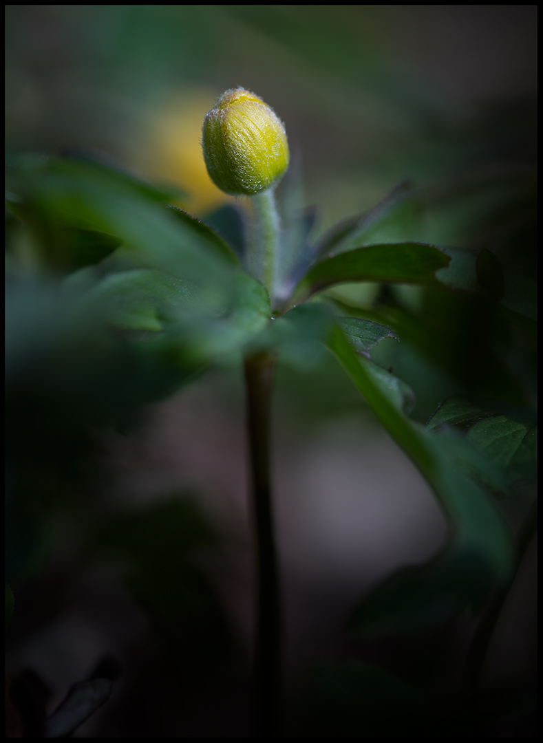 Yellow Anemone in bud (Gulsippa knopp) - Albrunna
