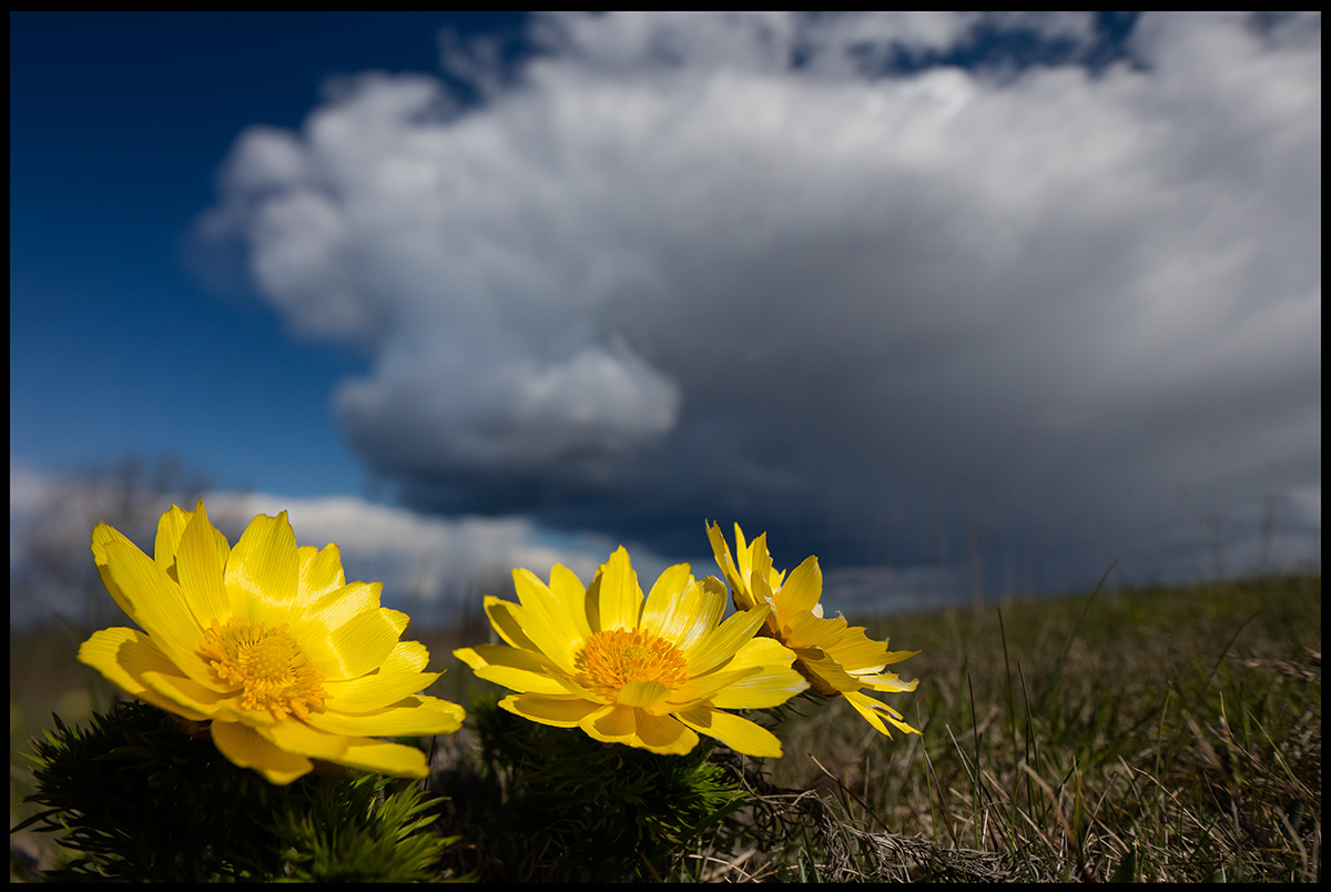 Arontorpsros (Pheasants Eye) near Klinta land