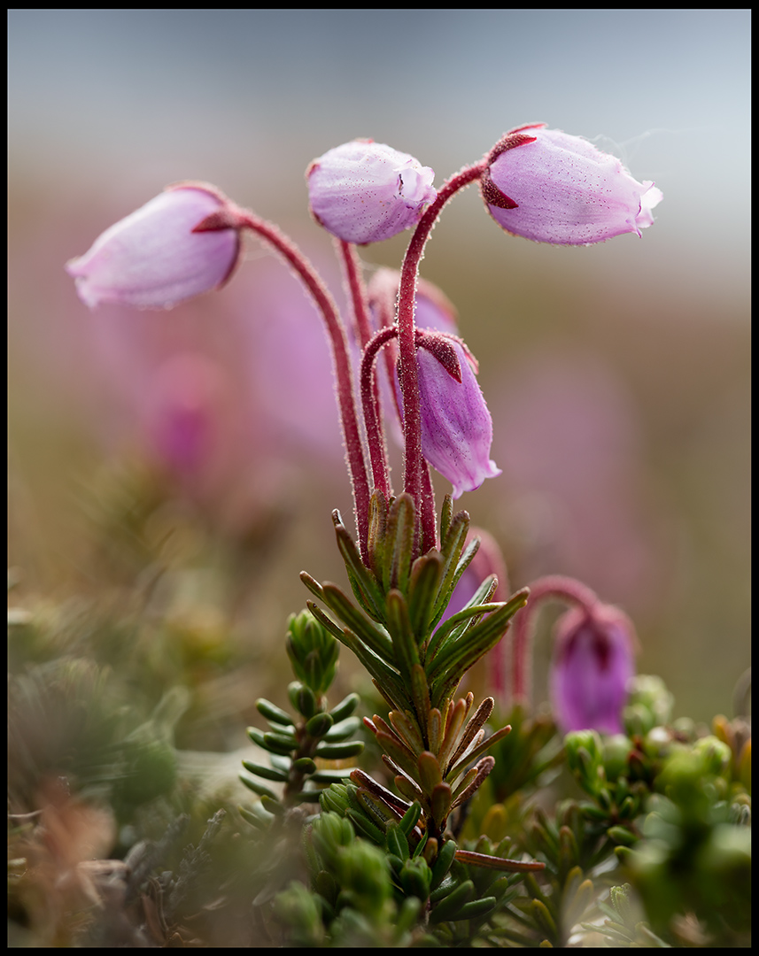 Blue Heath (Lappljung) - Flatruet