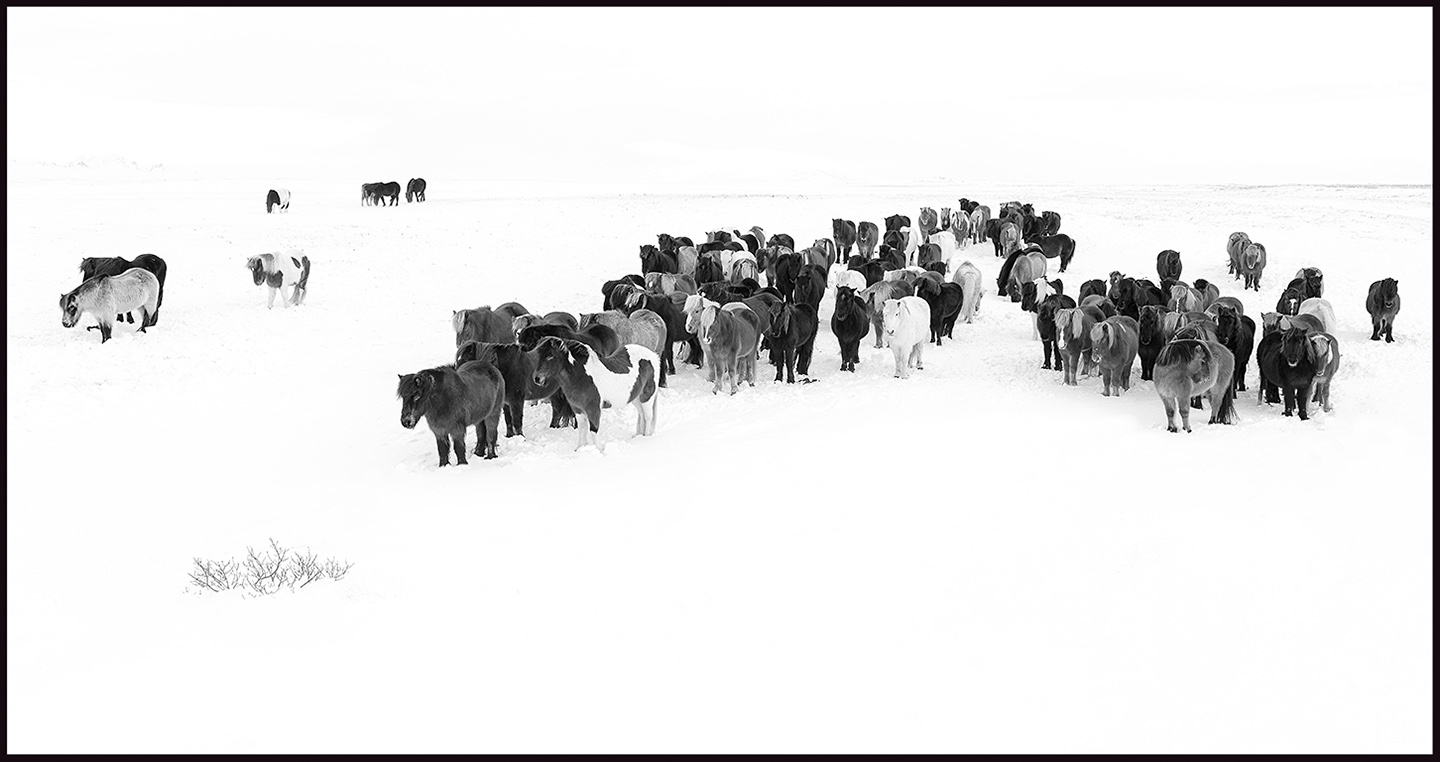 Iceland horses gathering in extreme wind