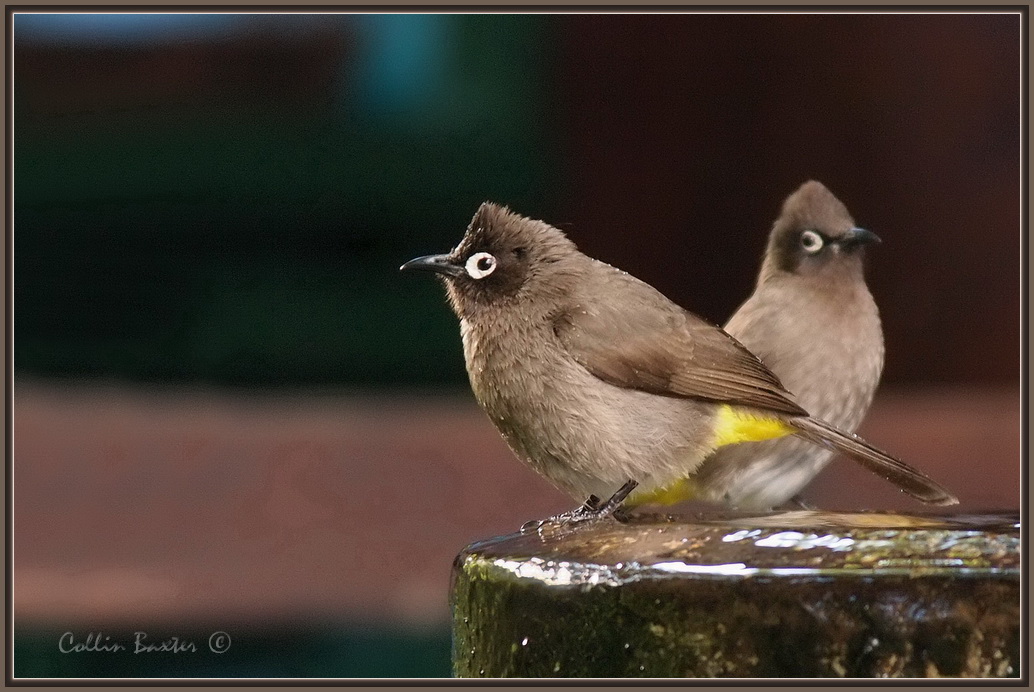 1024bulbul2dP8010039.JPG