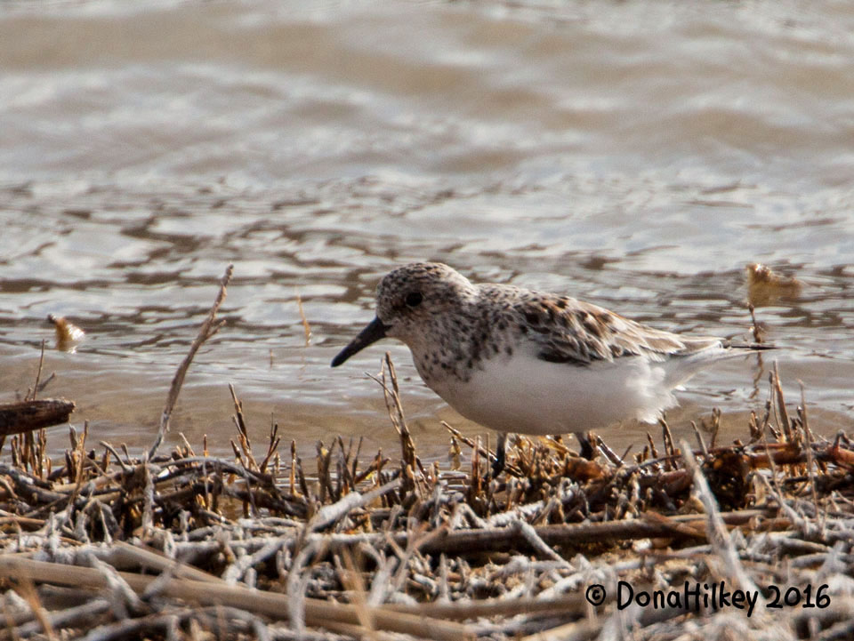 Sanderling 1may2016 RBL.jpg