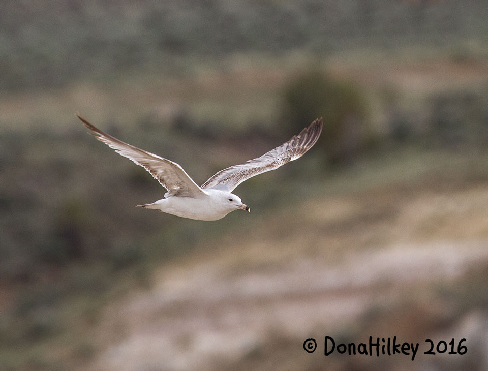 Ring-billed Gull