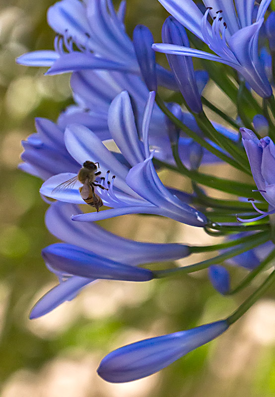Agapanthus blossum