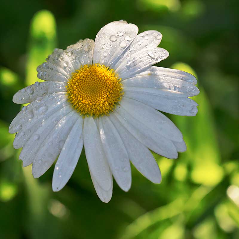 Shasta Daisy