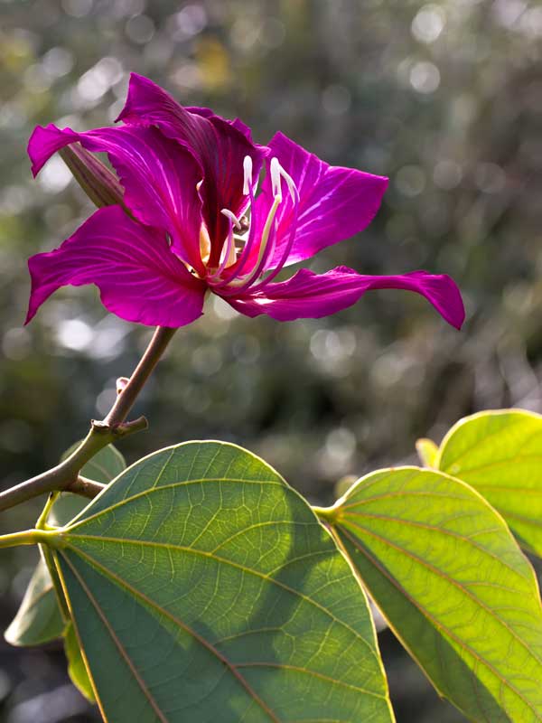 Hong Kong Orchid Tree Blossom