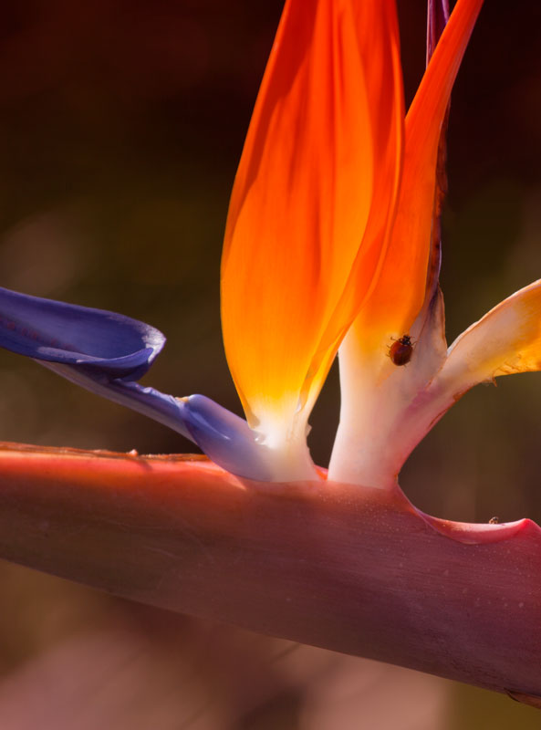 Bird of Paradise