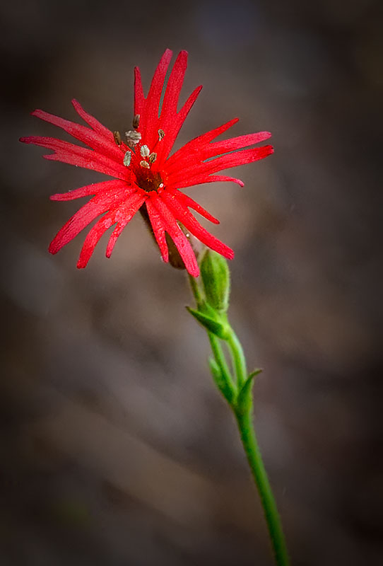Mexican Red Flower