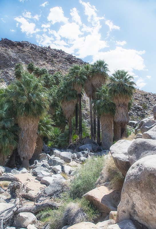 Fortynine Palms Oasis