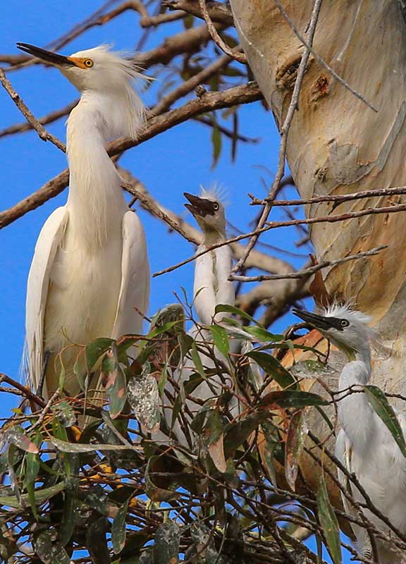 Snowy Egret Family