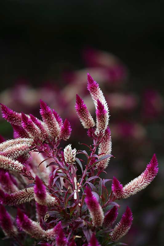  Cockscomb Flower