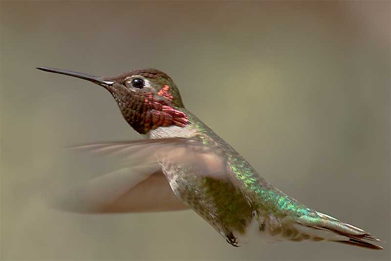 Annas Hummingbird