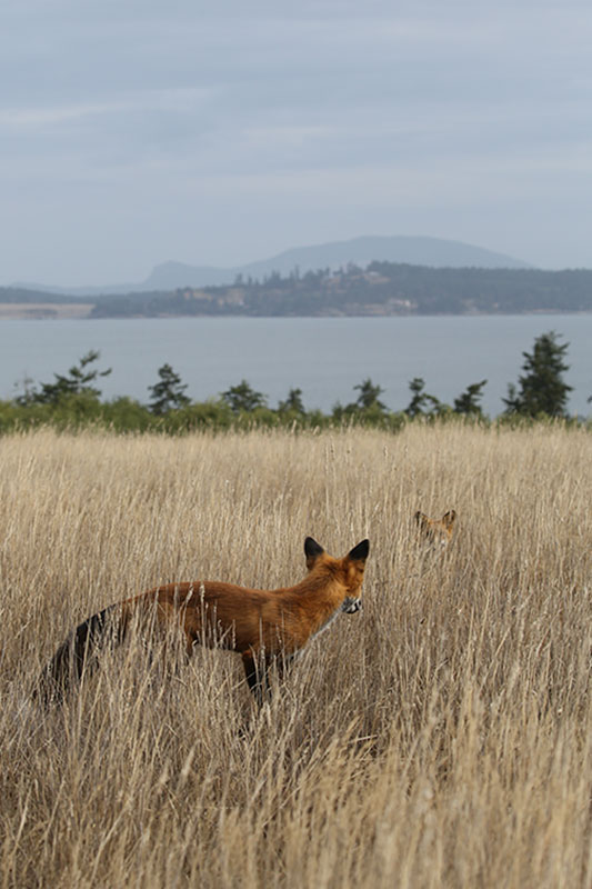Red Foxes