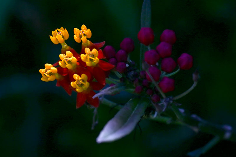 Tropical Milkweed flowers in sunlight