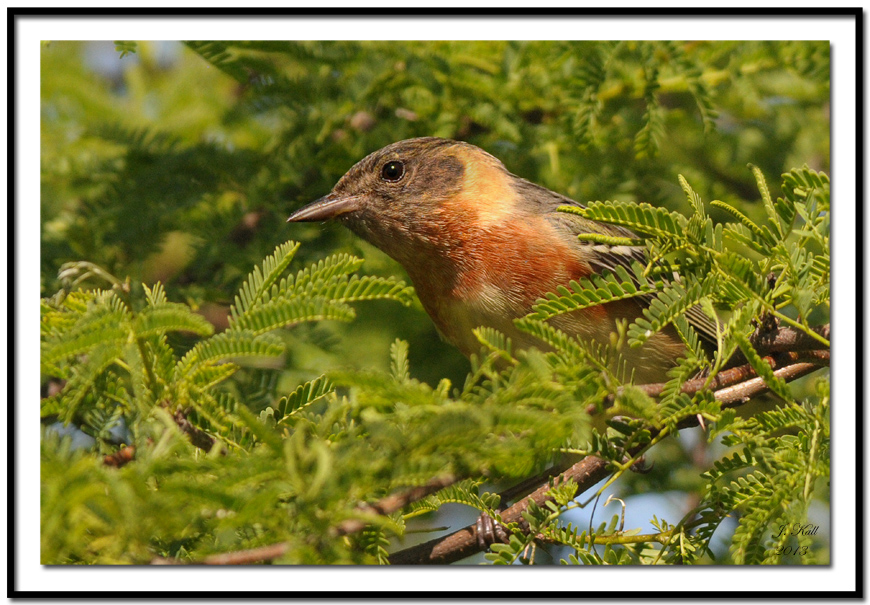 Bay-breasted Warbler