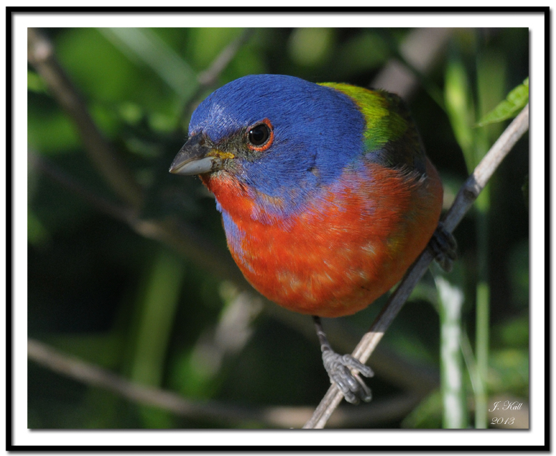 Painted Bunting