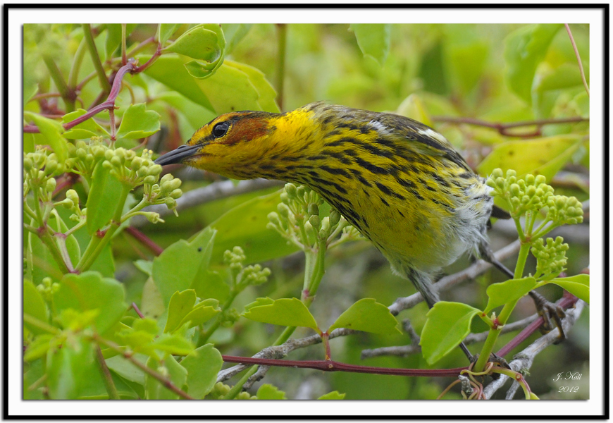 Cape May Warbler