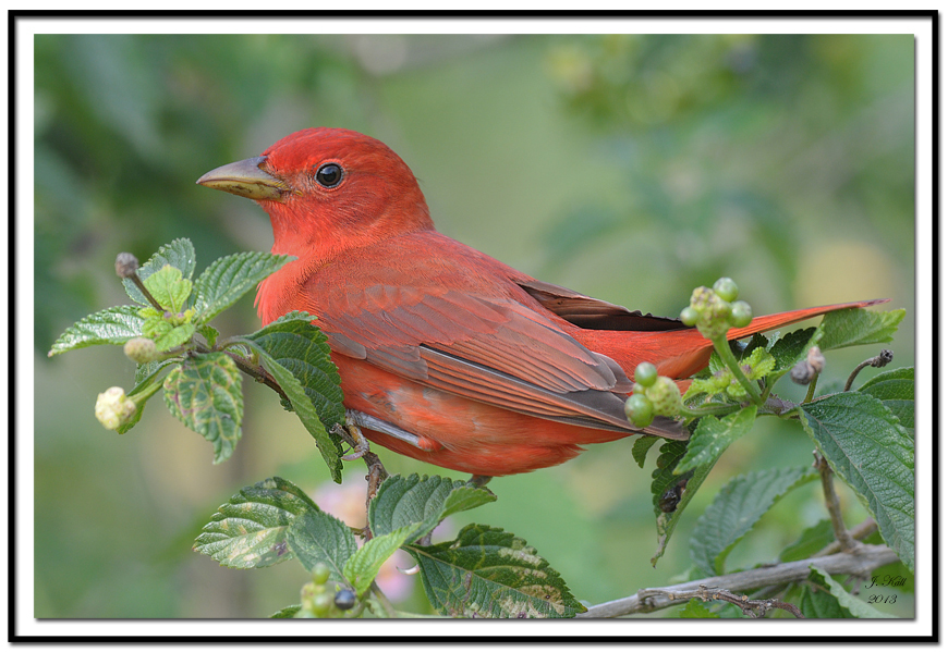 Summer Tanager