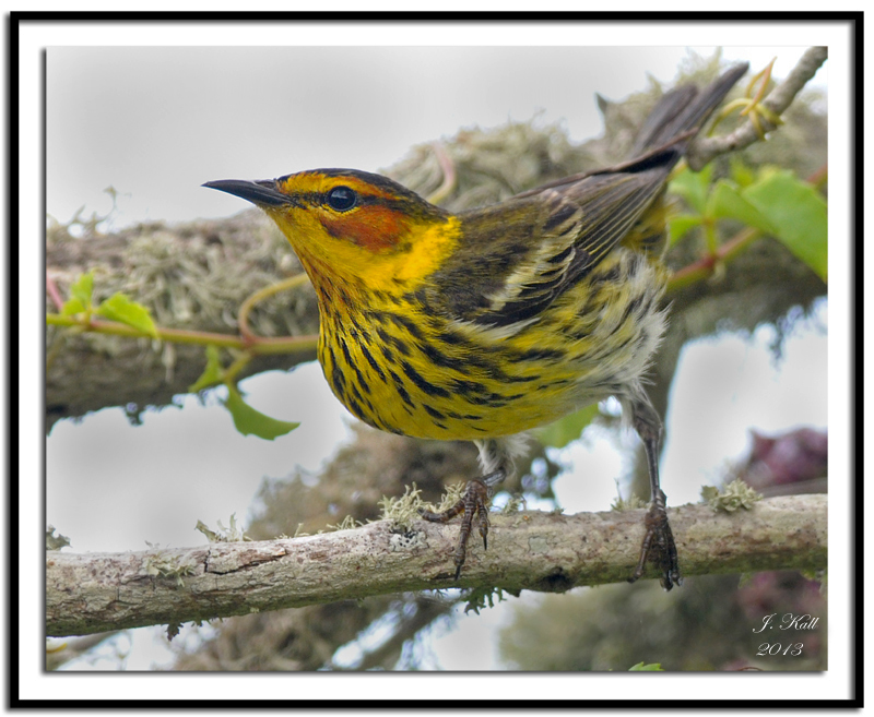 Cape May Warbler