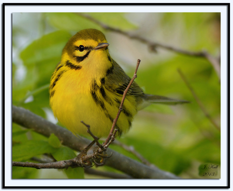 Prairie Warbler