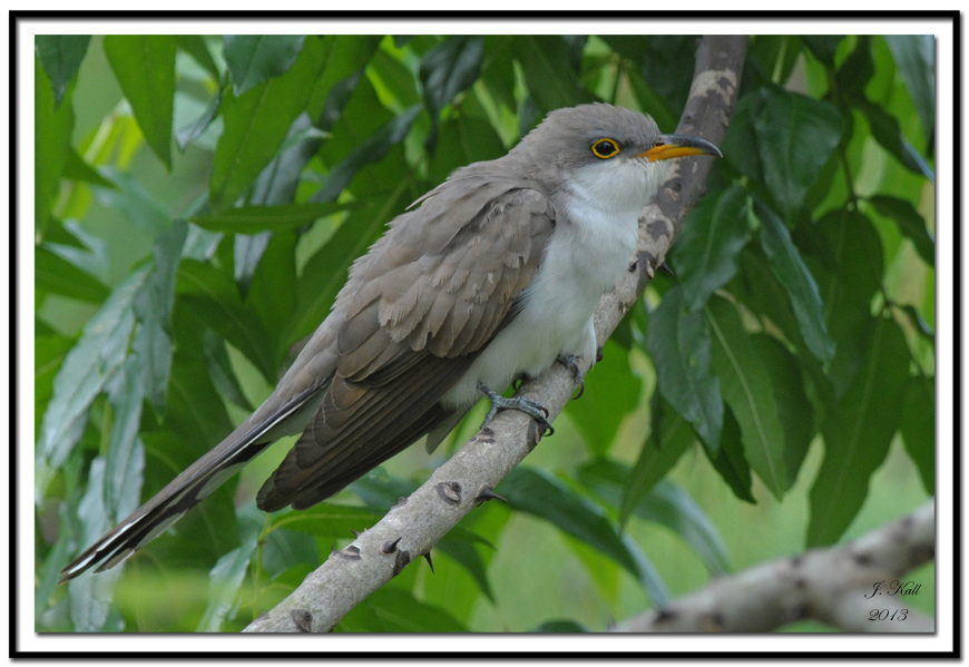 Yellow-Billed Cuckoo