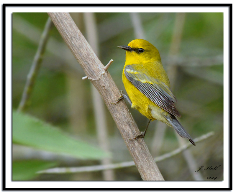 Blue-winged Warbler