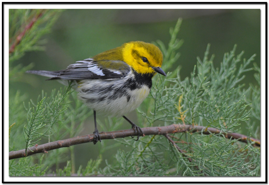 Black-throated Green Warbler