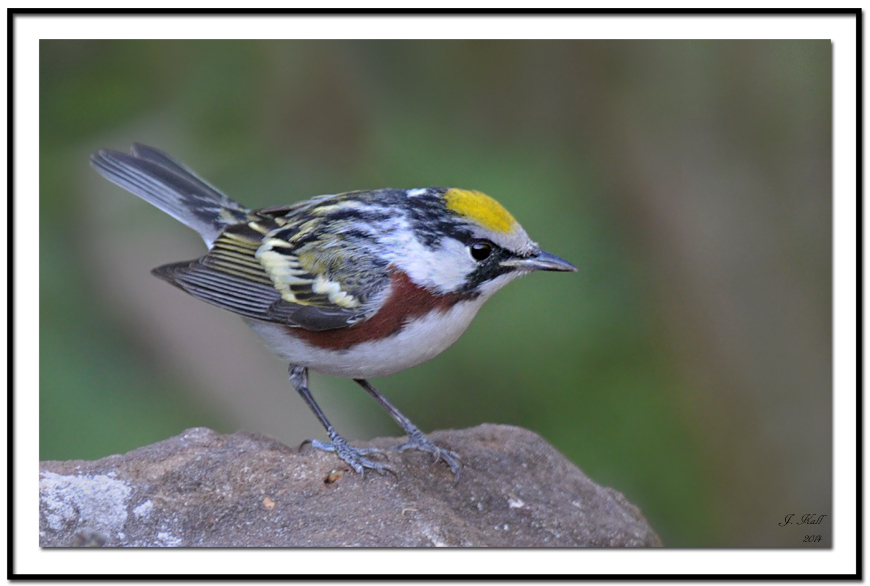 Chestnut-sided Warbler