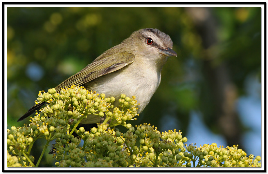 Red-eyed Vireo