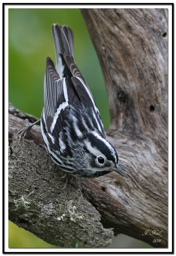 Black & White Warbler