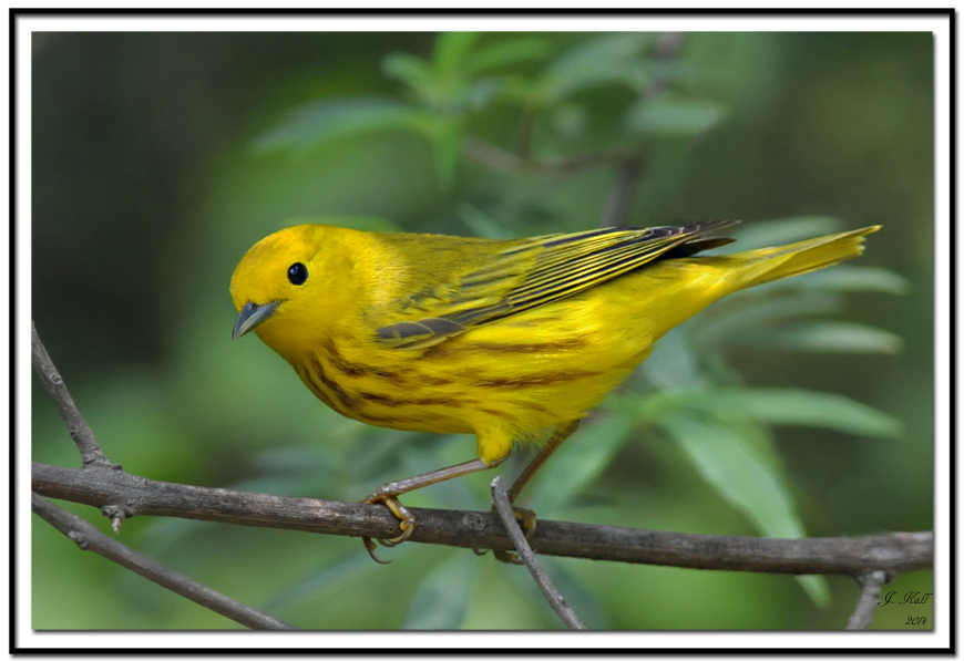 Yellow Warbler