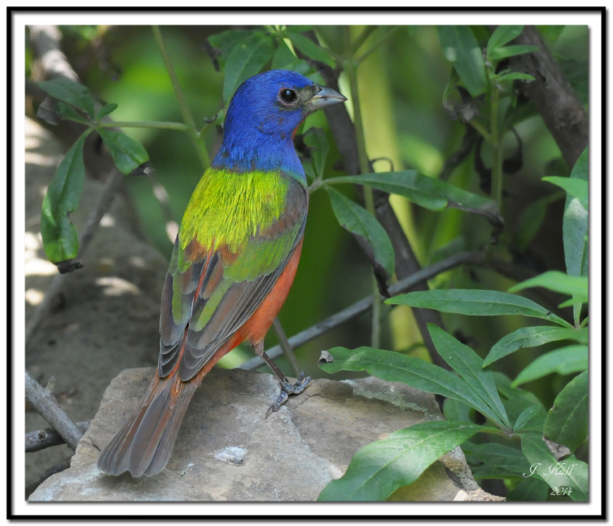 Painted Bunting