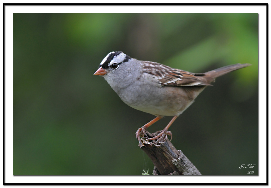 White-crowned Sparrow