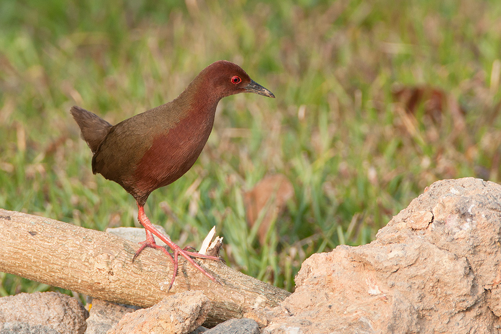 Ruddy Breasted Crake