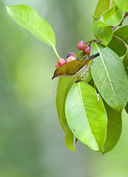 Yellow-vented Flowerpecker